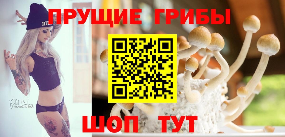 Чернушка  Псилоцибиновые грибы Cubensis  Вход с VPN 