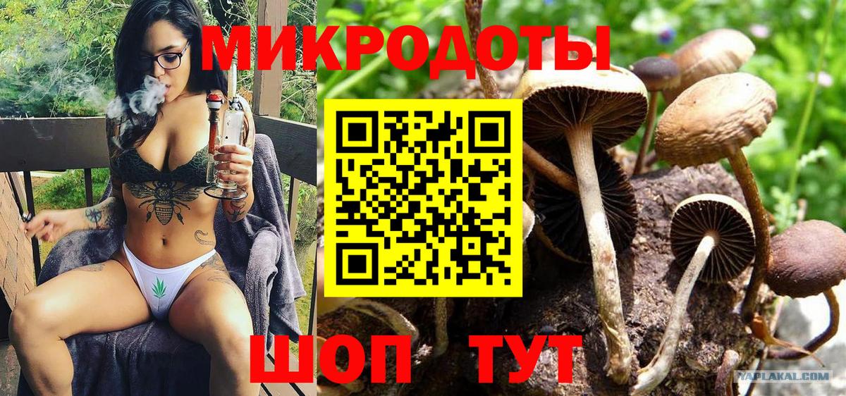 Галлюциногенные грибы Psilocybine cubensis Чернушка